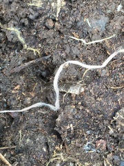 Ctenolepisma lineatum