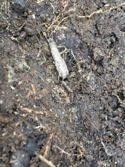 Ctenolepisma lineatum