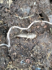 Ctenolepisma lineatum
