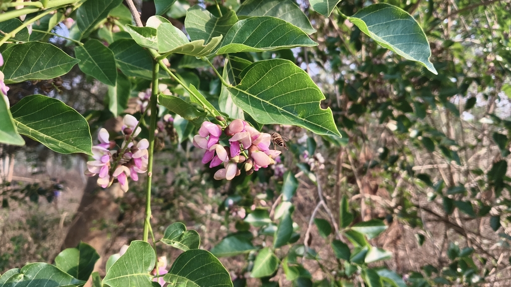 Beech Tree India Indian beech tree from RQWG+CH2, Anekal, Karnataka 562125, India on ...