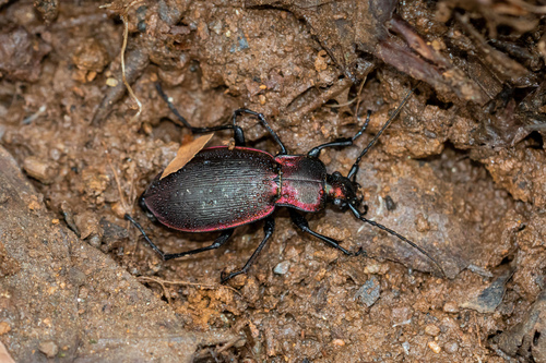 Carabus marietti photographed in Türkiye