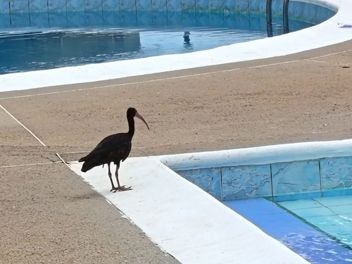 Bare-faced Ibis