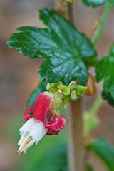 Ribes thacherianum