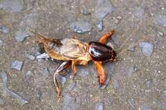 Gryllotalpa pluvialis