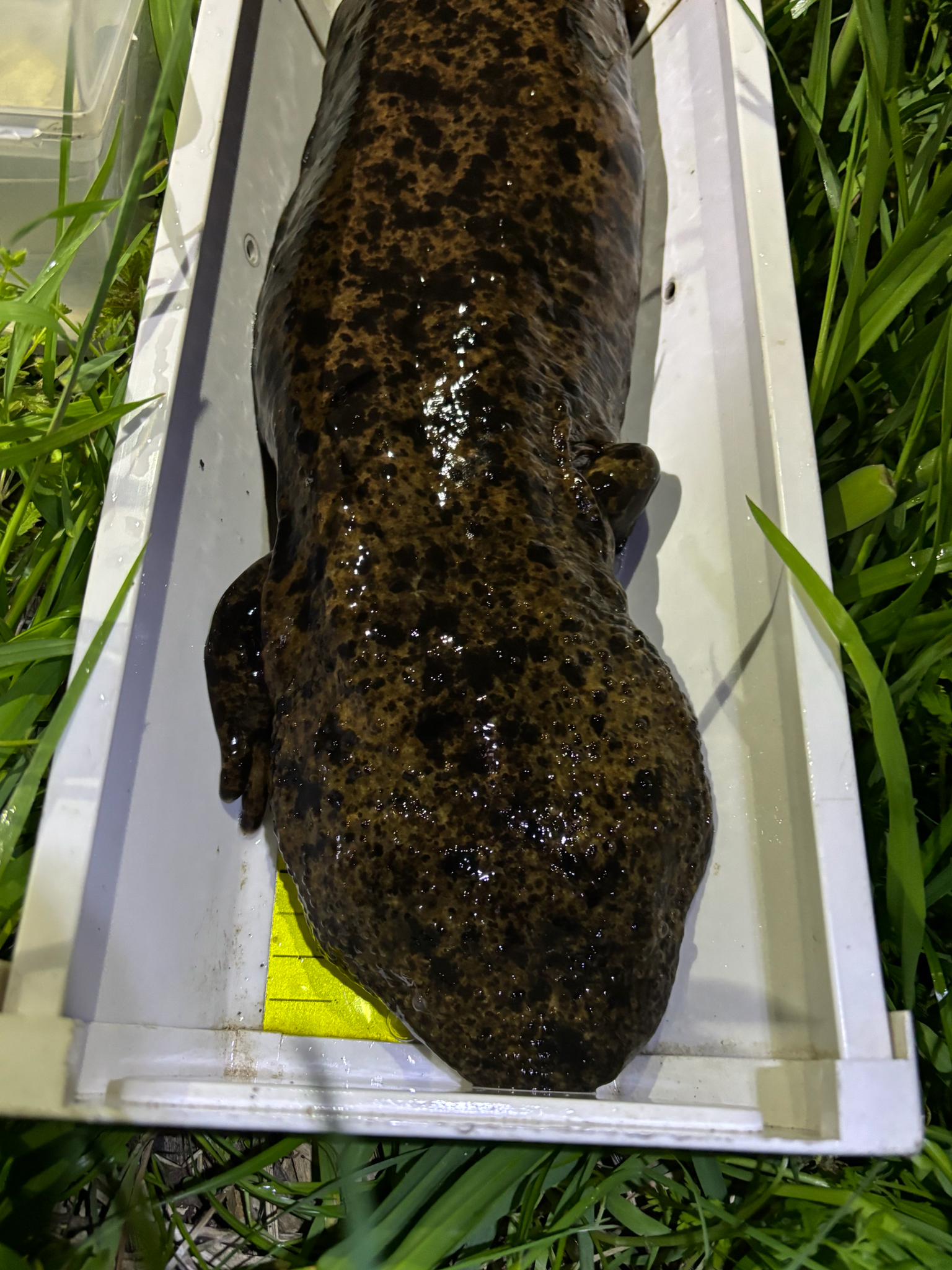 Andrias japonicus (Temminck, 1836)