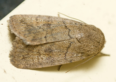 Athetis reclusa