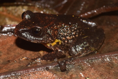Pristimantis piceus