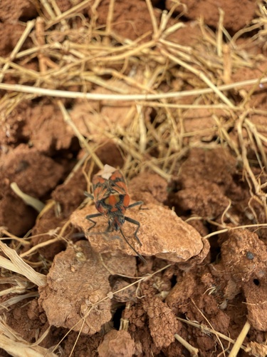 Indian Milkweed Bug