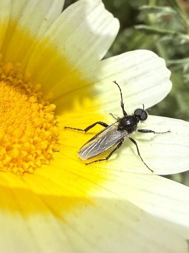 Garden March Fly