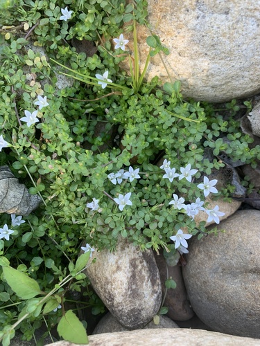 Wahlenbergia procumbens (Wahlenbergia procumbens)