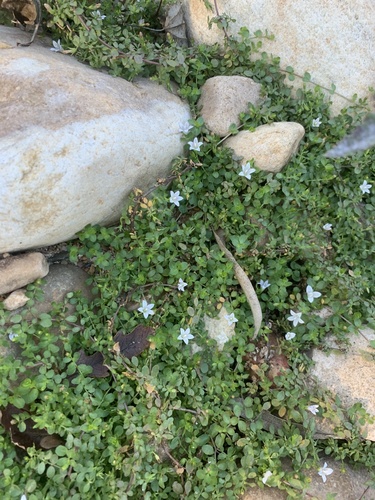 Wahlenbergia procumbens, photograph 2