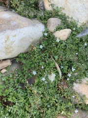 Wahlenbergia procumbens, photograph (c) Dave Richardson, some rights reserved (CC BY)
