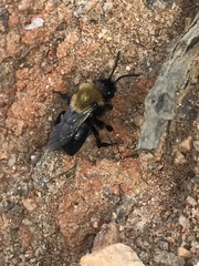 Melecta pacifica atlantica