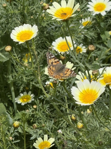 Painted Lady