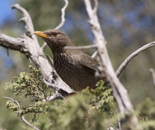 Yemen Thrush (Turdus menachensis), photo 9