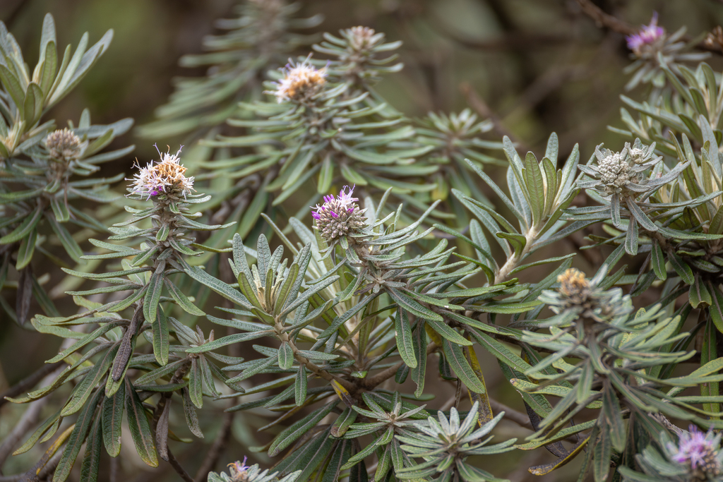 Eremanthus syncephalus