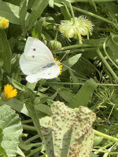 Small White