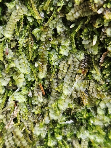 Common Pouchwort (Calypogeia fissa)