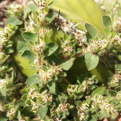 Euphorbia velleriflora