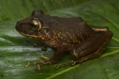 Pristimantis labiosus