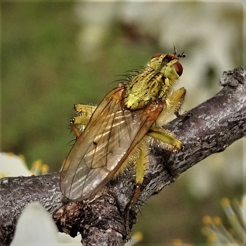 Golden Dung Fly, photo 4 of 10