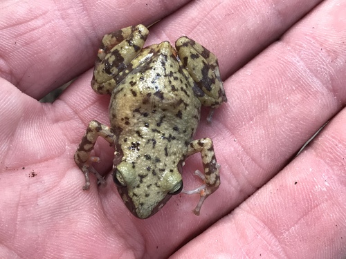 Cliff Chirping Frog, Eleutherodactylus marnockii