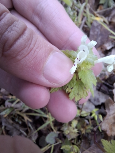 Dead Nettle (Lamium bifidum)