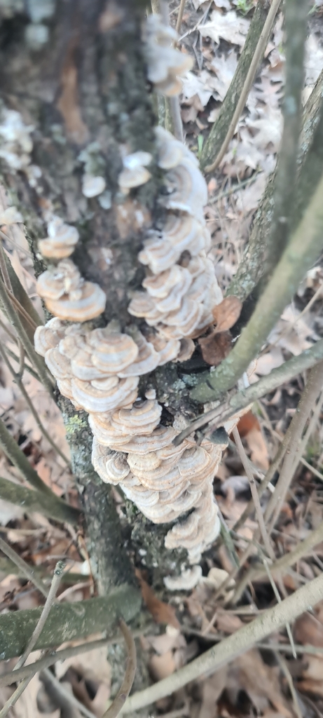 Trametes ochracea · April 2026 · photo: © margareito (iNaturalist, cc0)