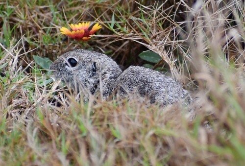 Spotted Ground Squirrel observed by mako252