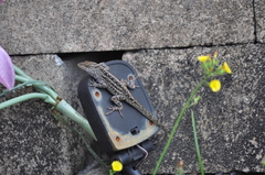 Anolis sagrei