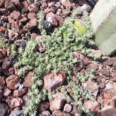 Euphorbia velleriflora