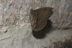 Cissia pseudoconfusa