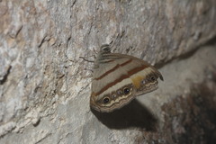 Cissia pseudoconfusa
