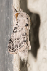 Apotolype brevicrista
