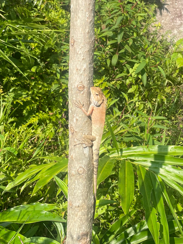 Indian Garden Lizard