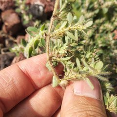 Euphorbia velleriflora