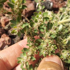 Euphorbia velleriflora
