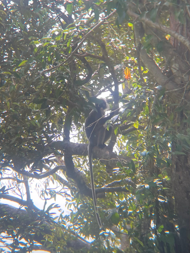 Dusky Leaf Monkey