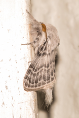 Apotolype brevicrista