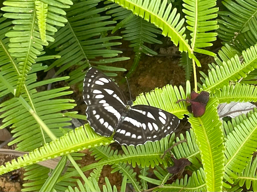Common Sailer