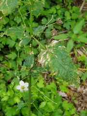 Kosteletzkya depressa