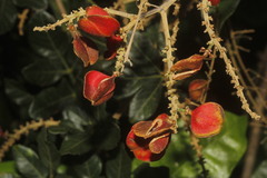 Paullinia fuscescens