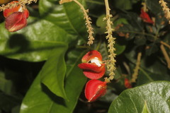 Paullinia fuscescens