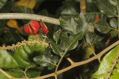 Paullinia fuscescens