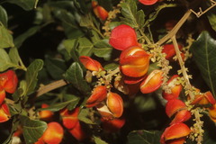Paullinia fuscescens