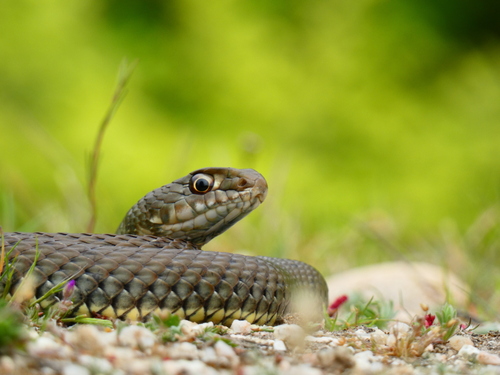 Western Montpellier Snake, photo 3 of 7