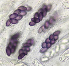 Ascobolus albidus