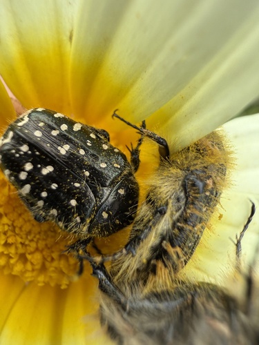 Mediterranean Spotted Chafer