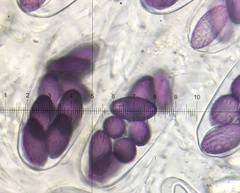 Ascobolus albidus