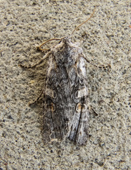 Lithophane pertorrida